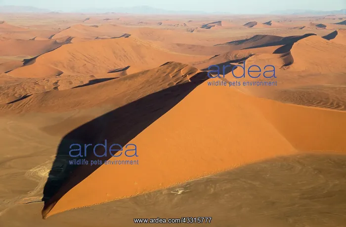 : Sand Dunes : Sand Dunes