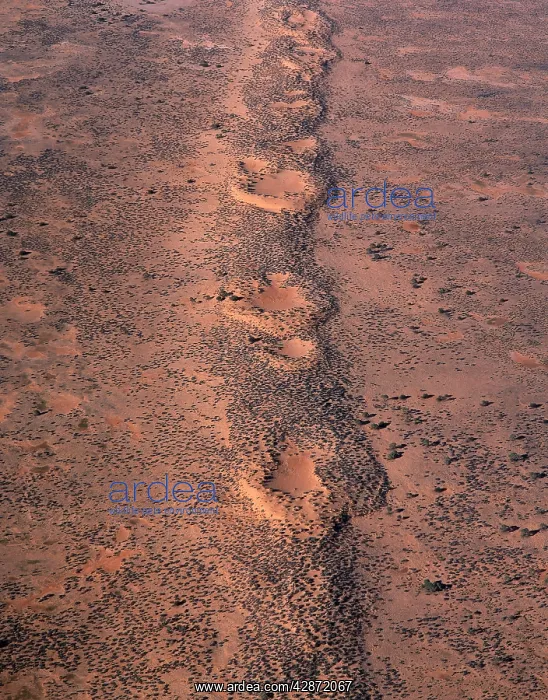 : Sand Dunes - aerial Lake Eyre National Park, South Australia : Sand Dunes - aerial Lake Eyre National Park, South Australia