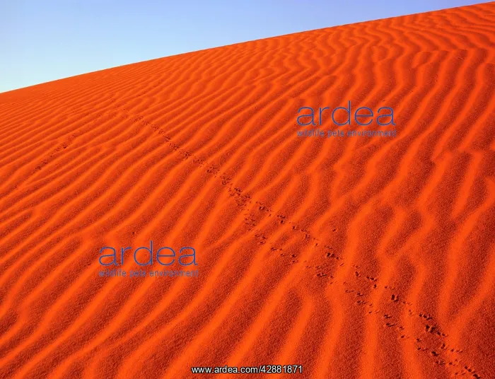 : Sand dunes with animal tracks : Sand dunes with animal tracks