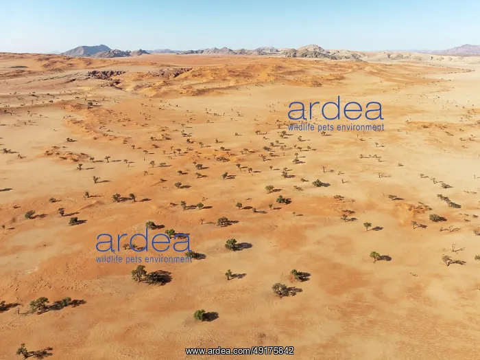 : Sand dunes, camelthorn trees (Vachellia erioloba) : Sand dunes, camelthorn trees (Vachellia erioloba)