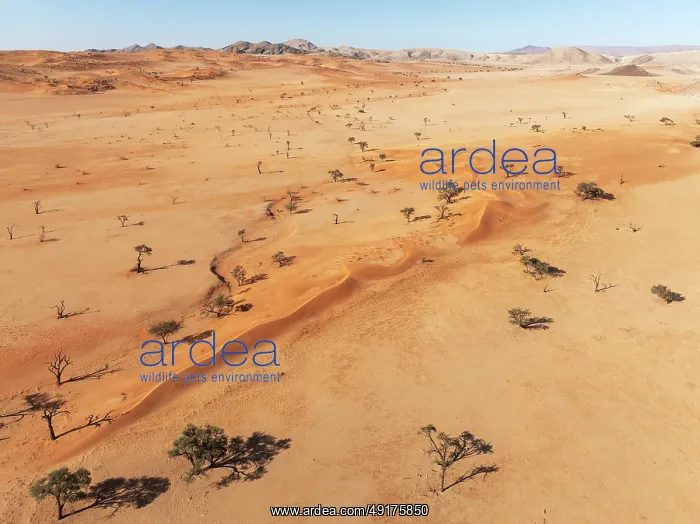 : Sand dunes, camelthorn trees (Vachellia erioloba) : Sand dunes, camelthorn trees (Vachellia erioloba)