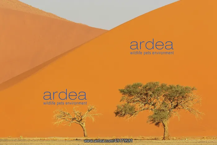 : Sand dunes and camelthorn trees (Vachellia erioloba) in the Namib Desert : Sand dunes and camelthorn trees (Vachellia erioloba) in the Namib Desert