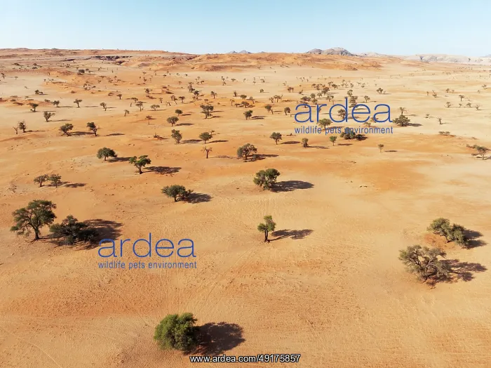 : Sand dunes and camelthorn trees (Vachellia erioloba) in the Tsondab Valley in the Namib Desert : Sand dunes and camelthorn trees (Vachellia erioloba) in the Tsondab Valley in the Namib Desert