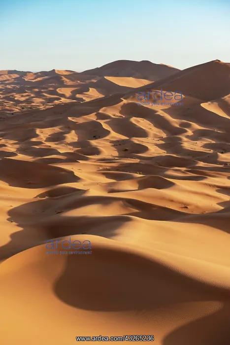 : Sand dunes in the desert, dune landscape Erg Chebbi : Sand dunes in the desert, dune landscape Erg Chebbi