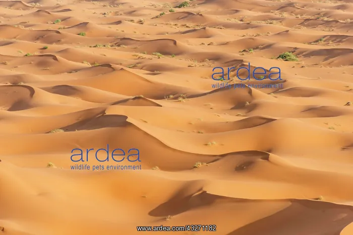 : Sand dunes in the desert, dune landscape Erg Chebbi : Sand dunes in the desert, dune landscape Erg Chebbi