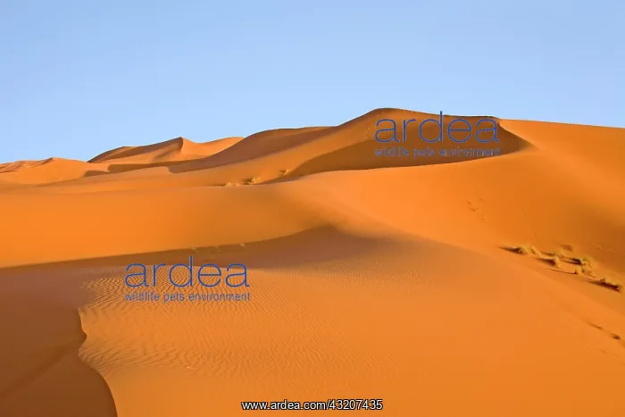 : Sand dunes in the desert near Erg Chebbi, Erg Chebbi : Sand dunes in the desert near Erg Chebbi, Erg Chebbi