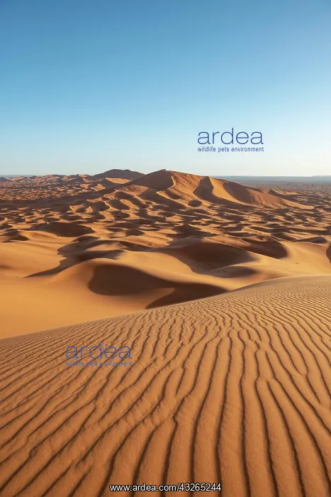 : Sand dunes in the desert, wave patterns in the sand : Sand dunes in the desert, wave patterns in the sand