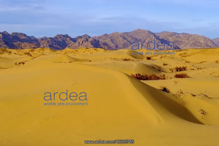 : Sand dunes of Elsen Tasarkhai, Bulgan Aimag, Bulgan : Sand dunes of Elsen Tasarkhai, Bulgan Aimag, Bulgan