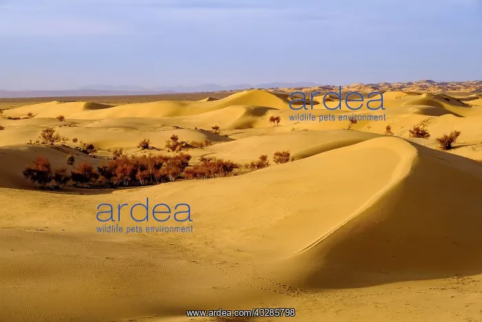 : Sand dunes of Elsen Tasarkhai, Bulgan Aimag, Bulgan : Sand dunes of Elsen Tasarkhai, Bulgan Aimag, Bulgan