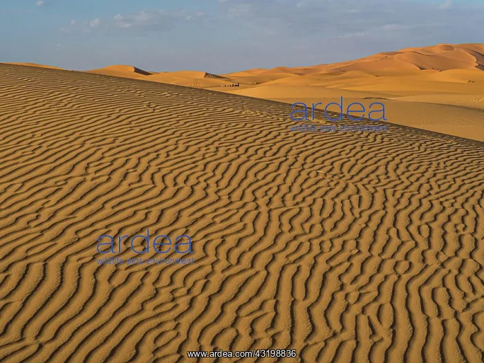 : Sand dunes, Erg Chebbi, Merzouga, Sahara desert : Sand dunes, Erg Chebbi, Merzouga, Sahara desert