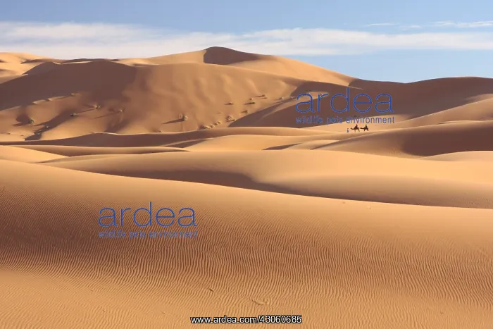 : Sand Dunes Erg Chebbi Sahara Morocco : Sand Dunes Erg Chebbi Sahara Morocco