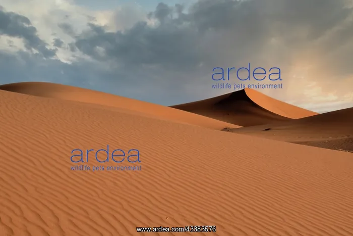 : Sand dunes glow orange at sunset in the Sahara Desert : Sand dunes glow orange at sunset in the Sahara Desert