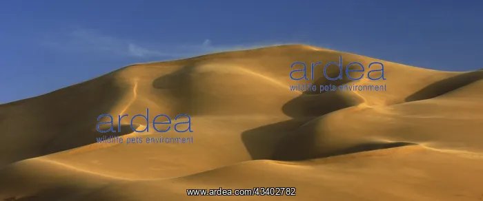 : Sand dunes in the Gobi Desert, Mongolia, Gobi Desert, Asia : Sand dunes in the Gobi Desert, Mongolia, Gobi Desert, Asia