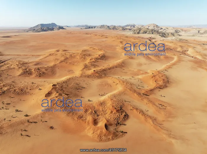 : Sand dunes grown with camelthorn trees (Vachellia erioloba) : Sand dunes grown with camelthorn trees (Vachellia erioloba)