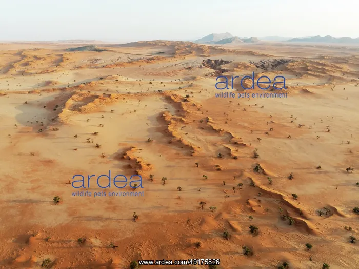 : Sand dunes grown with camelthorn trees (Vachellia erioloba) in the Tsondab Valley in the Namib Desert : Sand dunes grown with camelthorn trees (Vachellia erioloba) in the Tsondab Valley in the Namib Desert