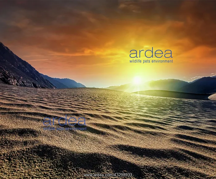 : Sand dunes in Himalayas on sunrise. Hunder, Nubra : Sand dunes in Himalayas on sunrise. Hunder, Nubra