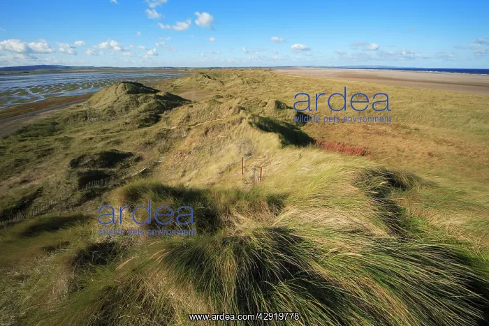 : Sand Dunes - Holy Island, view looking north : Sand Dunes - Holy Island, view looking north