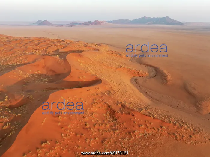  : Sand dunes and isolated mountain ridges at the edge of the Namib Desert