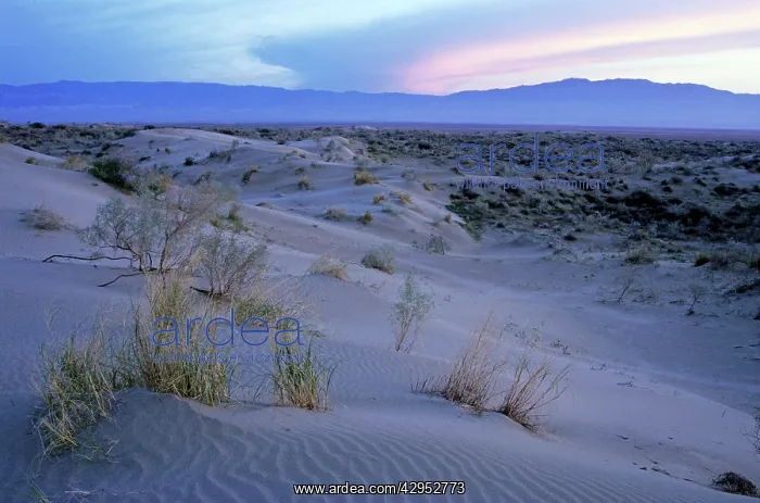 : Sand dunes of Karakum desert - sunset : Sand dunes of Karakum desert - sunset