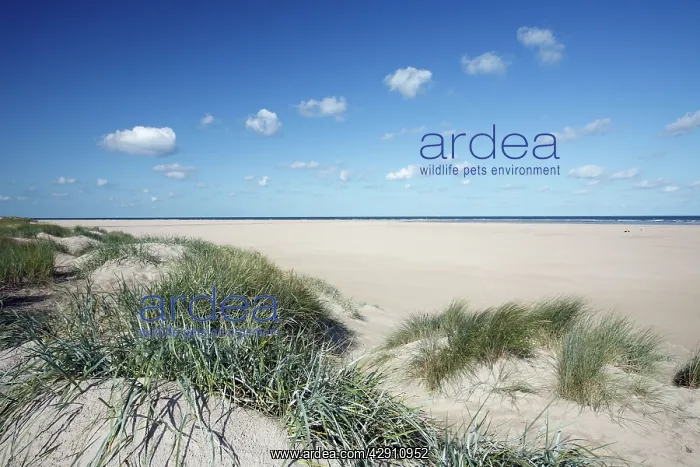 : Sand Dunes and Marram Grass - on empty beach : Sand Dunes and Marram Grass - on empty beach