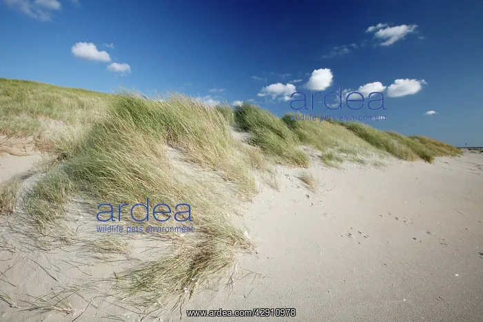: Sand Dunes and Marram Grass - on empty beach : Sand Dunes and Marram Grass - on empty beach