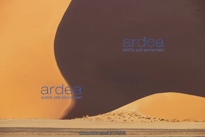 : Sand dunes in the Namib Desert : Sand dunes in the Namib Desert
