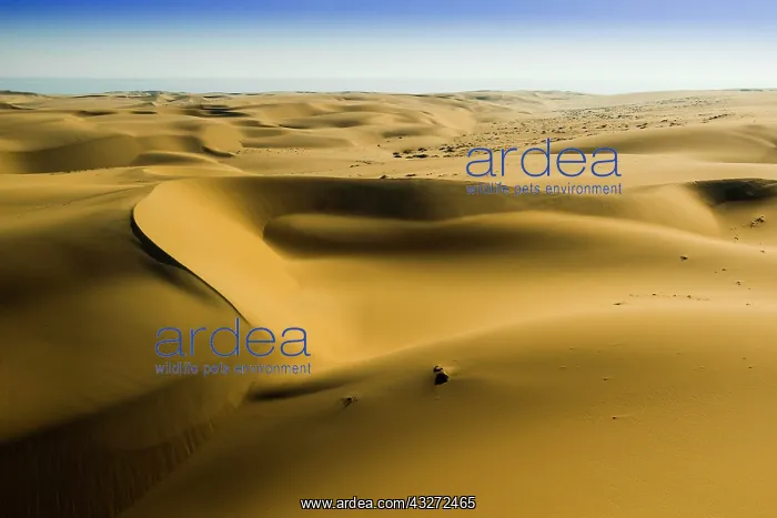 : Sand dunes in the Namib desert, Erongo region, Namibia : Sand dunes in the Namib desert, Erongo region, Namibia