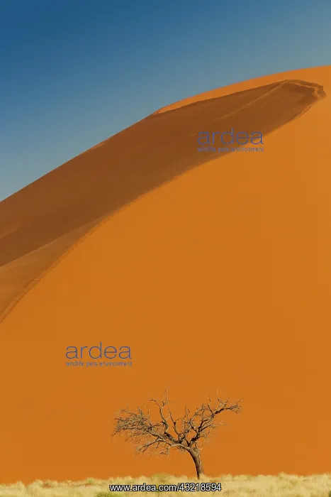 : Sand dunes of Namib Naukluft National Park : Sand dunes of Namib Naukluft National Park