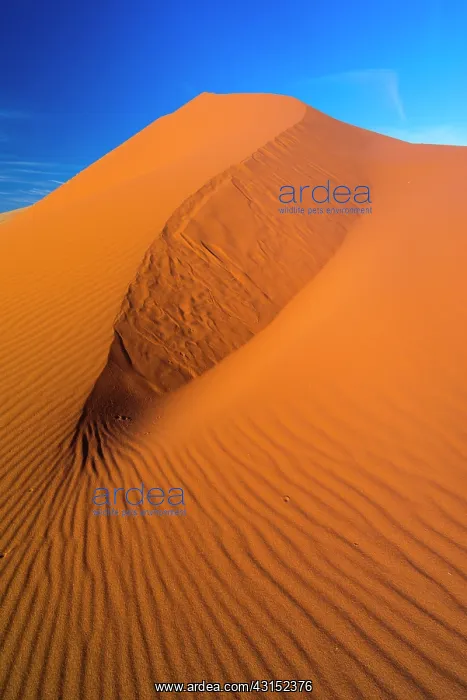 : Sand Dunes, Namib Naukluft National Park, Namibia : Sand Dunes, Namib Naukluft National Park, Namibia