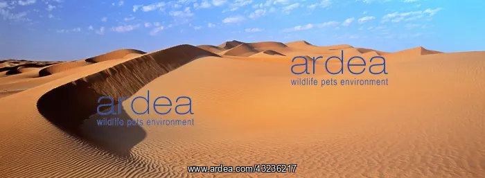 : Sand Dunes in the Rub al-Khali, United Arab : Sand Dunes in the Rub al-Khali, United Arab