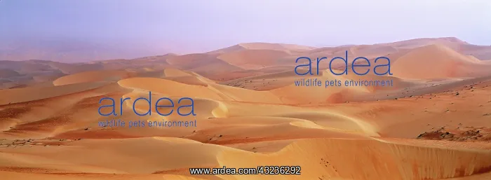 : Sand Dunes in the Rub al-Khali, United Arab : Sand Dunes in the Rub al-Khali, United Arab