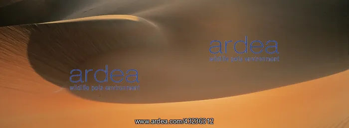 : Sand Dunes in the Rub al-Khali, United Arab : Sand Dunes in the Rub al-Khali, United Arab