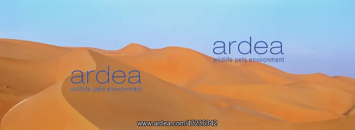 : Sand Dunes in the Rub al-Khali, United Arab : Sand Dunes in the Rub al-Khali, United Arab