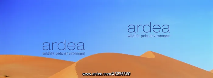  : Sand Dunes in the Rub al-Khali, United Arab