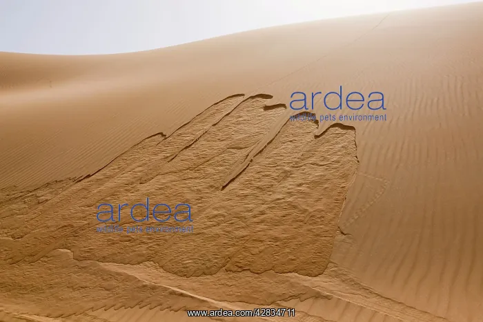 : Sand dunes - showing movement on dune : Sand dunes - showing movement on dune