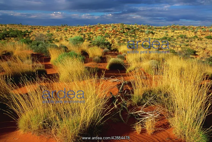 : Sand dunes with spinifex and Desert oak on Canning : Sand dunes with spinifex and Desert oak on Canning