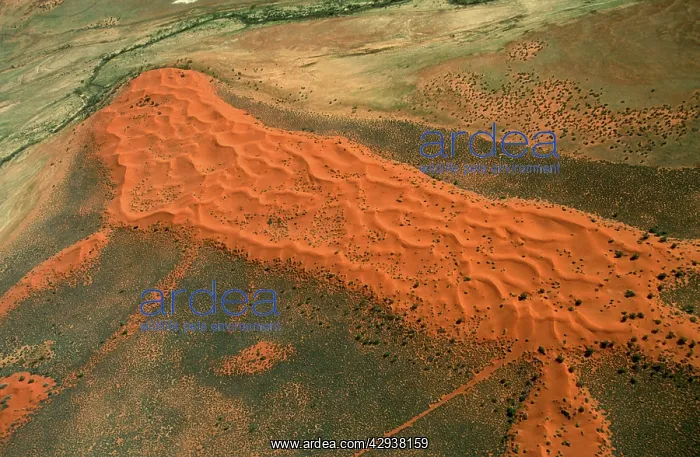 : Sand dunes. Sturt Stony Desert, South Australia : Sand dunes. Sturt Stony Desert, South Australia