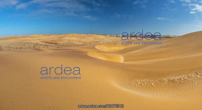 : Sand dunes in Swakopmund, Namibia, Africa : Sand dunes in Swakopmund, Namibia, Africa