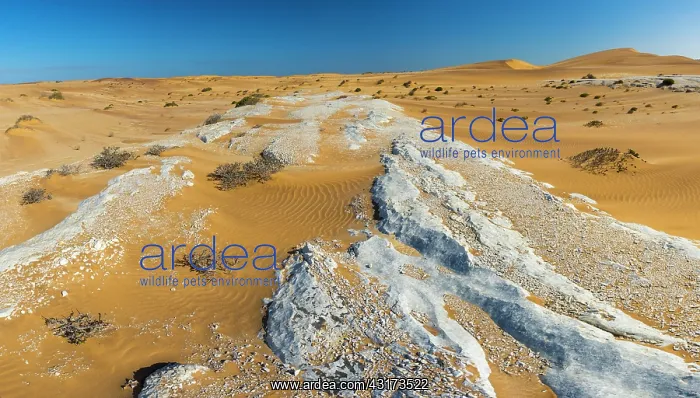 : Sand dunes in Swakopmund, Namibia, Africa : Sand dunes in Swakopmund, Namibia, Africa