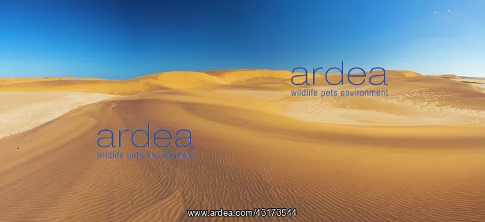 : Sand dunes in Swakopmund, Namibia, Africa : Sand dunes in Swakopmund, Namibia, Africa