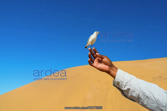 : Sand Dunes, Swakopmund, Namibia, Africa : Sand Dunes, Swakopmund, Namibia, Africa