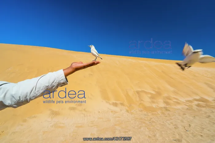 : Sand Dunes, Swakopmund, Namibia, Africa : Sand Dunes, Swakopmund, Namibia, Africa