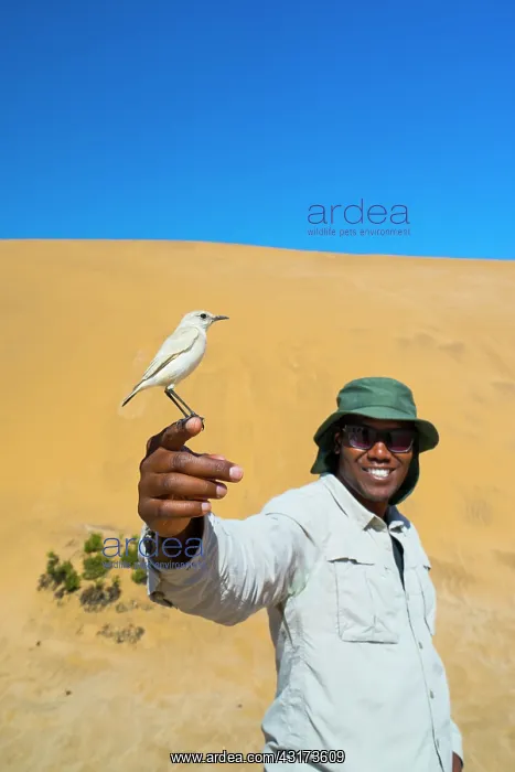 : Sand Dunes, Swakopmund, Namibia, Africa : Sand Dunes, Swakopmund, Namibia, Africa
