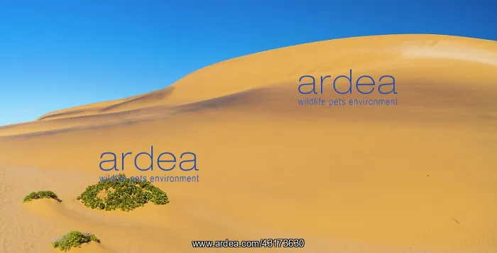 : Sand dunes in Swakopmund, Namibia, Africa : Sand dunes in Swakopmund, Namibia, Africa