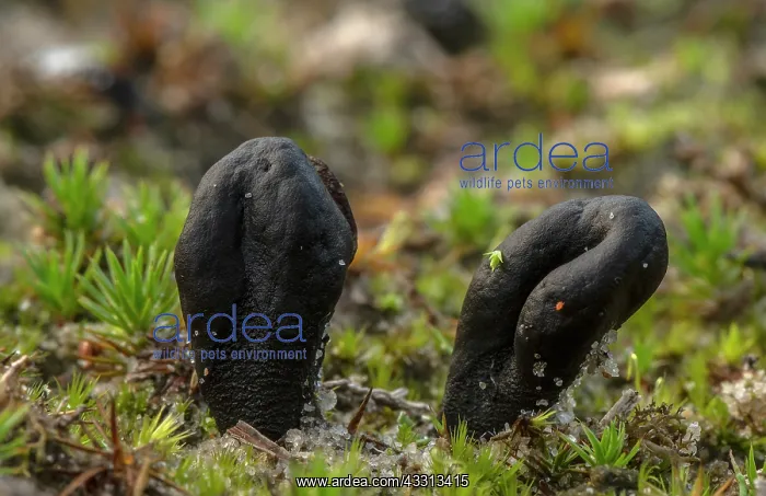: Sand Earthtongue, Sabuloglossum arenarium, growi : Sand Earthtongue, Sabuloglossum arenarium, growi
