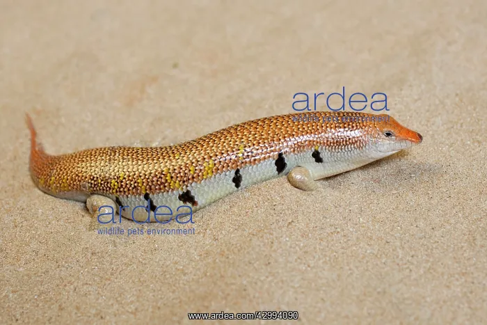 : Sand Fish / Sand Skink : Sand Fish / Sand Skink