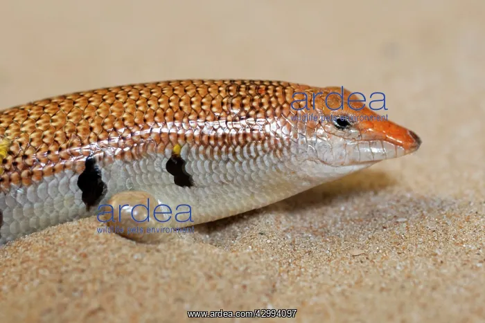 : Sand Fish / Sand Skink : Sand Fish / Sand Skink
