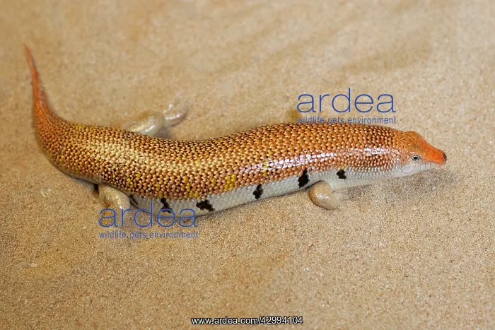 : Sand Fish / Sand Skink : Sand Fish / Sand Skink