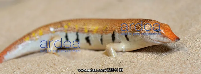 : Sand Fish / Sand Skink : Sand Fish / Sand Skink