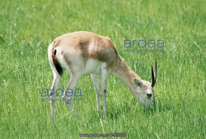 : Sand Gazelle : Sand Gazelle